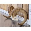 Image 2 : Alaskan Dall Sheep Horns Taxidermy