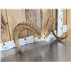 Image 3 : Alaskan Dall Sheep Horns Taxidermy