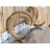 Image 4 : Alaskan Dall Sheep Horns Taxidermy