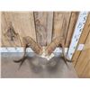 Image 5 : Alaskan Dall Sheep Horns Taxidermy