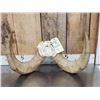 Image 6 : Alaskan Dall Sheep Horns Taxidermy