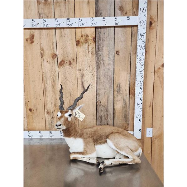 Indian Black Buck Full Body Taxidermy Mount