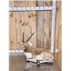 Image 1 : Indian Black Buck Full Body Taxidermy Mount