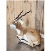 Image 2 : Indian Black Buck Full Body Taxidermy Mount
