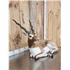 Image 3 : Indian Black Buck Full Body Taxidermy Mount