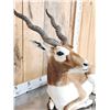 Image 4 : Indian Black Buck Full Body Taxidermy Mount