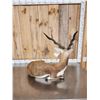Image 5 : Indian Black Buck Full Body Taxidermy Mount