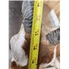 Image 7 : Indian Black Buck Full Body Taxidermy Mount