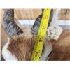 Image 9 : Indian Black Buck Full Body Taxidermy Mount