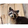 Image 11 : 5 Raccoons Playing In A Tree Taxidermy