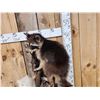 Image 2 : 5 Raccoons Playing In A Tree Taxidermy