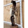 Image 3 : 5 Raccoons Playing In A Tree Taxidermy
