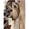 Image 4 : 5 Raccoons Playing In A Tree Taxidermy