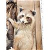 Image 5 : 5 Raccoons Playing In A Tree Taxidermy