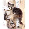 Image 6 : 5 Raccoons Playing In A Tree Taxidermy