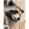 Image 8 : 5 Raccoons Playing In A Tree Taxidermy