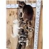 Image 9 : 5 Raccoons Playing In A Tree Taxidermy