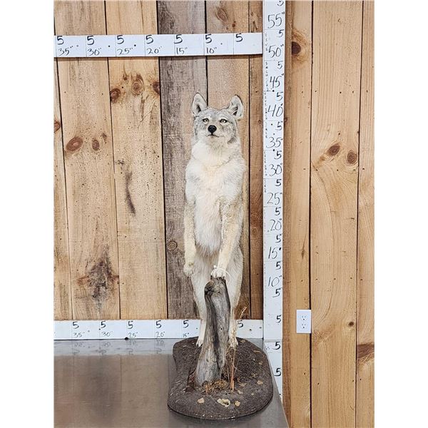 Coyote Full Body Taxidermy Mount