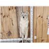 Image 2 : Coyote Full Body Taxidermy Mount
