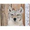 Image 3 : Coyote Full Body Taxidermy Mount