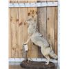Image 4 : Coyote Full Body Taxidermy Mount
