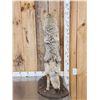 Image 5 : Coyote Full Body Taxidermy Mount