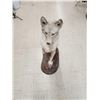 Image 6 : Coyote Full Body Taxidermy Mount