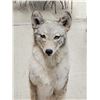 Image 7 : Coyote Full Body Taxidermy Mount