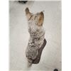 Image 8 : Coyote Full Body Taxidermy Mount