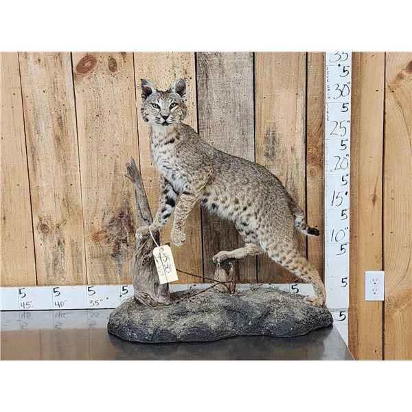 Bobcat Full Body Taxidermy Mount