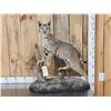 Image 1 : Bobcat Full Body Taxidermy Mount
