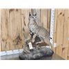 Image 2 : Bobcat Full Body Taxidermy Mount
