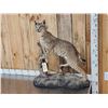 Image 3 : Bobcat Full Body Taxidermy Mount