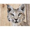 Image 4 : Bobcat Full Body Taxidermy Mount