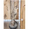 Image 5 : Bobcat Full Body Taxidermy Mount