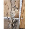 Image 6 : Bobcat Full Body Taxidermy Mount