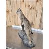 Image 7 : Bobcat Full Body Taxidermy Mount