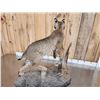 Image 8 : Bobcat Full Body Taxidermy Mount