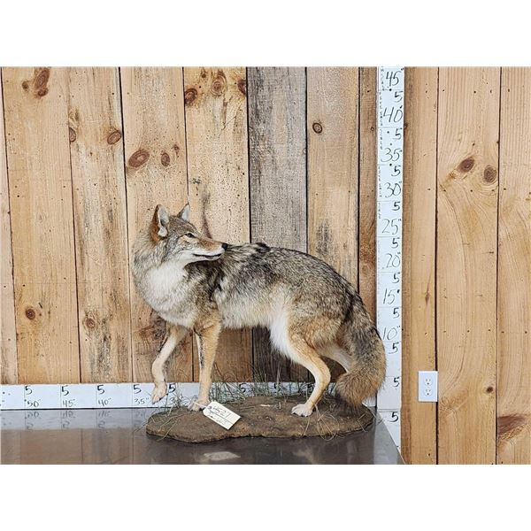 Coyote Looking Over His Shoulder Full Body Taxidermy Mount