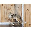 Image 1 : Coyote Looking Over His Shoulder Full Body Taxidermy Mount