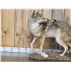 Image 2 : Coyote Looking Over His Shoulder Full Body Taxidermy Mount