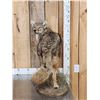 Image 3 : Coyote Looking Over His Shoulder Full Body Taxidermy Mount
