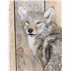 Image 4 : Coyote Looking Over His Shoulder Full Body Taxidermy Mount