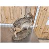 Image 5 : Coyote Looking Over His Shoulder Full Body Taxidermy Mount
