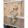 Image 6 : Coyote Looking Over His Shoulder Full Body Taxidermy Mount