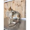 Image 7 : Coyote Looking Over His Shoulder Full Body Taxidermy Mount