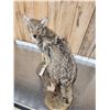 Image 8 : Coyote Looking Over His Shoulder Full Body Taxidermy Mount