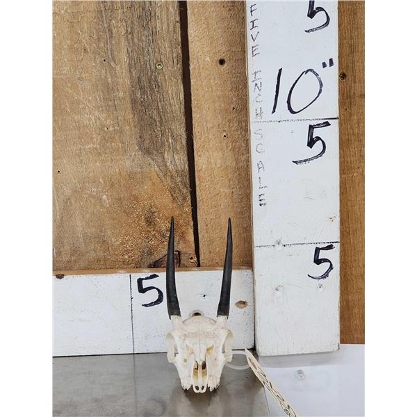 African Steinbok Skull Taxidermy