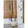 Image 1 : African Steinbok Skull Taxidermy