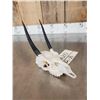 Image 3 : African Steinbok Skull Taxidermy